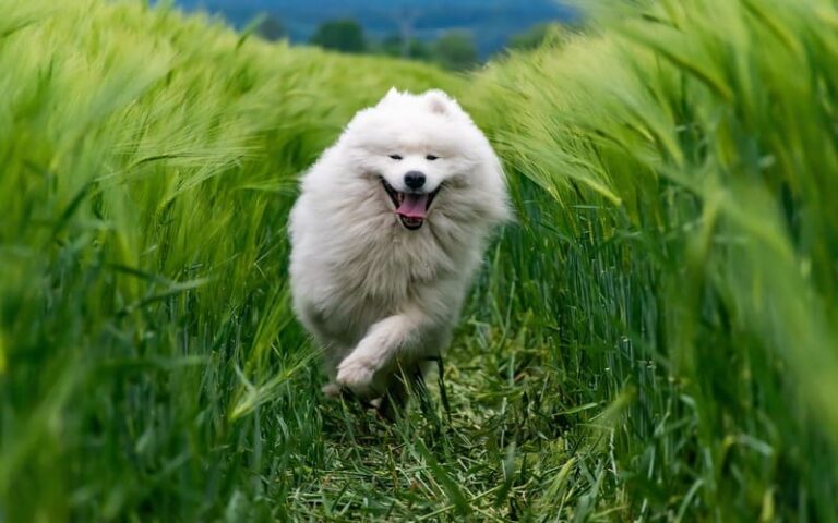 720 Samoyed Names for Your Smiling Buddy