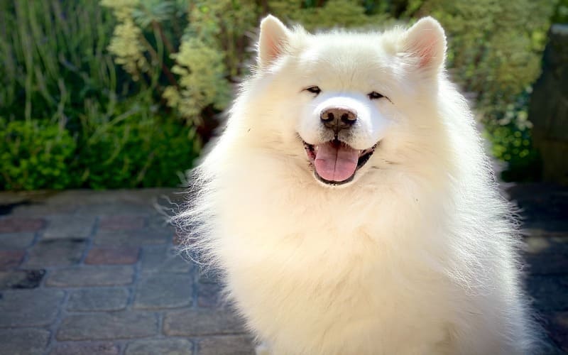 Samoyed Names Girl