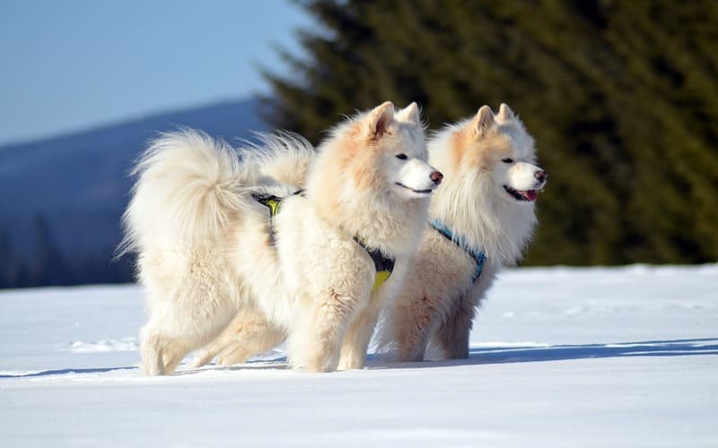 Samoyed Names Reddit