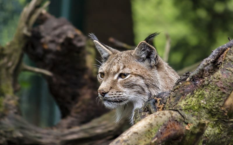 Unique Lynx Names