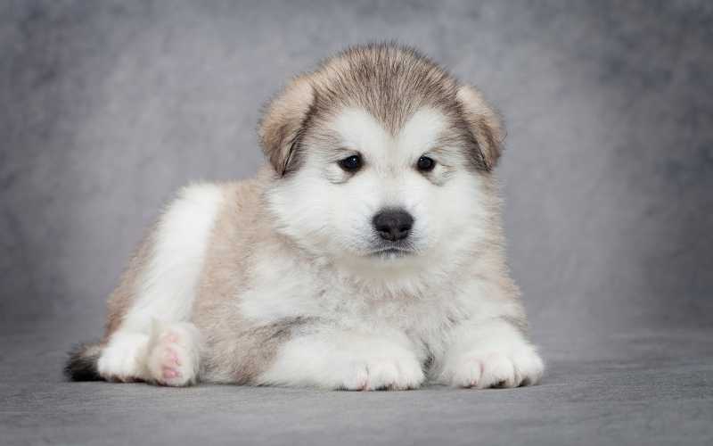 Unique alaskan malamute names