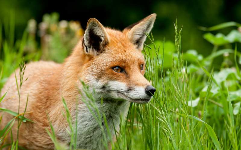 Unique male fox names