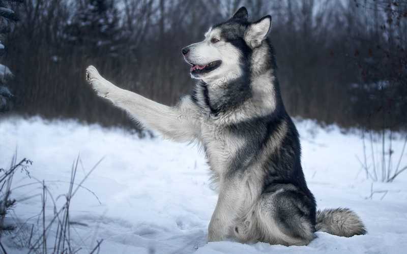 alaskan malamute names male