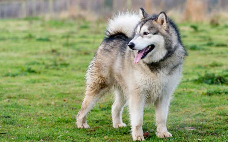 alaskan malamute names