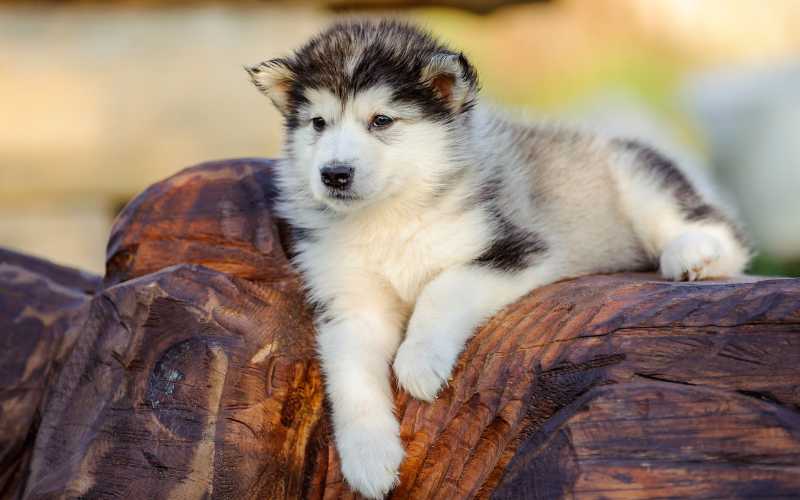 alaskan malamute puppy names