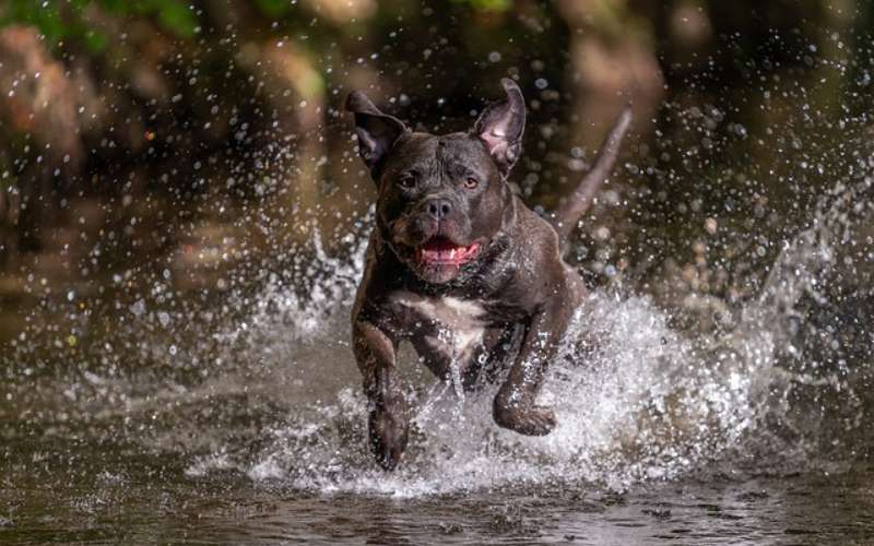 american bully dog names