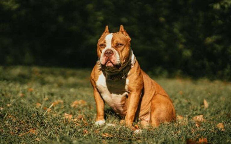 780 American Bully Names and Their Meanings