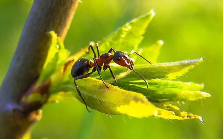 1350 Ant Names and Meanings: A Rich Collection for Naming Your Ant Colony