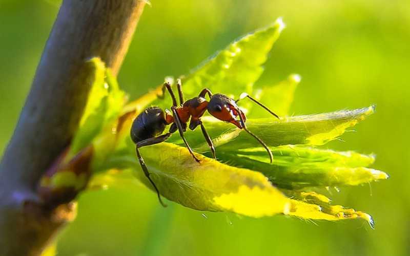 ant names