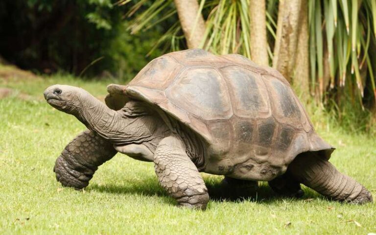 900 Tortoise Names: Meaningful Options to Match Every Personality ...