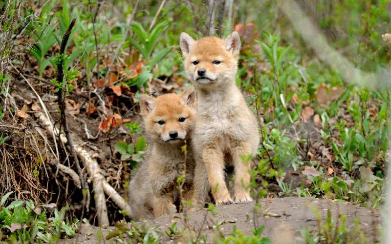 baby coyote names