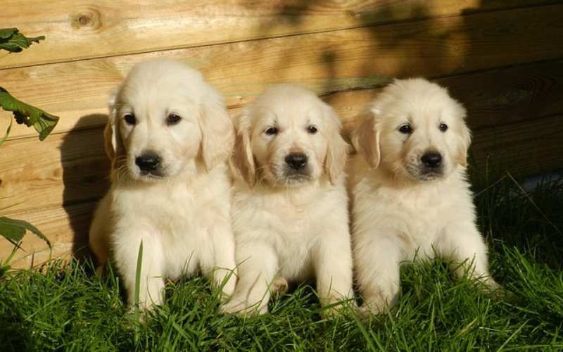 baby golden retriever names