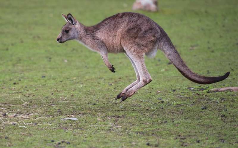 baby kangaroo names