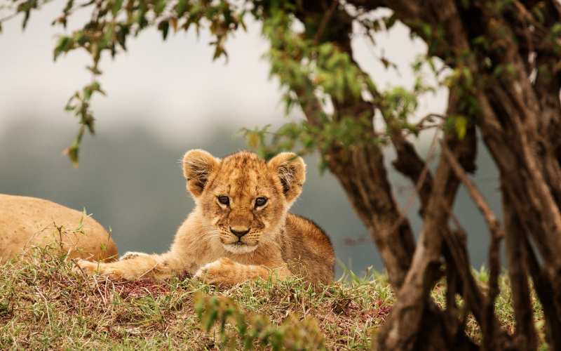 baby lion name