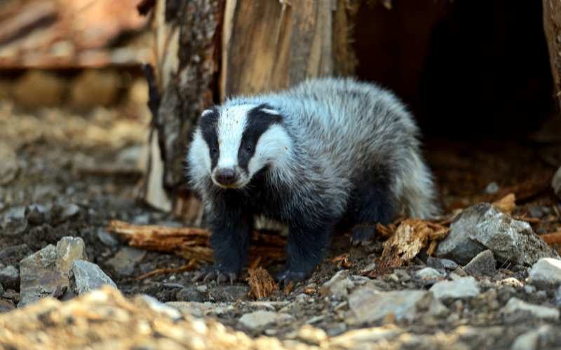 badger cub name