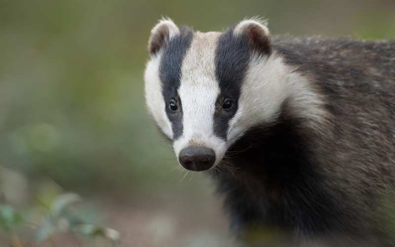 badger names