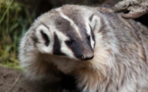 900 Badger Names for Every Personality - Name Doa