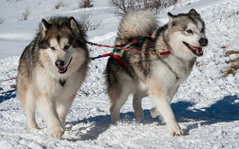 best female alaskan malamute names