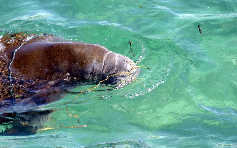 best manatee names