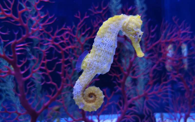 best seahorse names