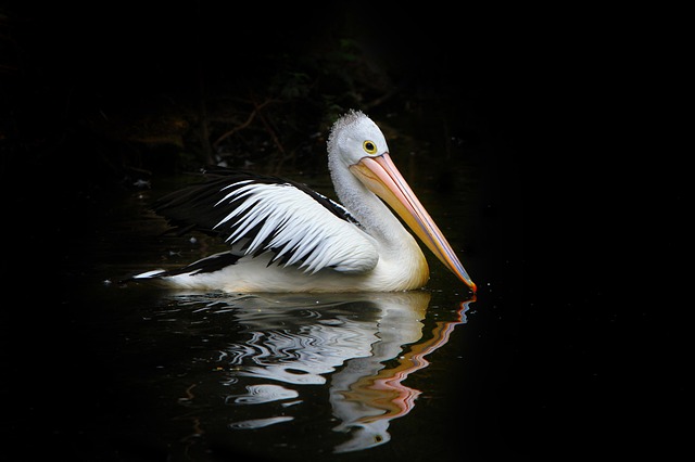 Baby-Pelican-Names