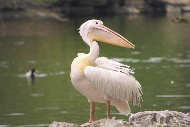 Cute-Pelican-Names