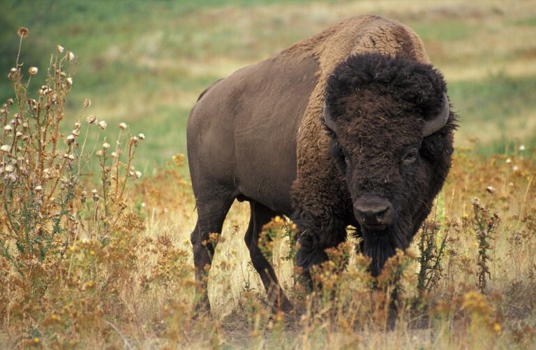 550 Creative & Unique Bison Names for Your Pet