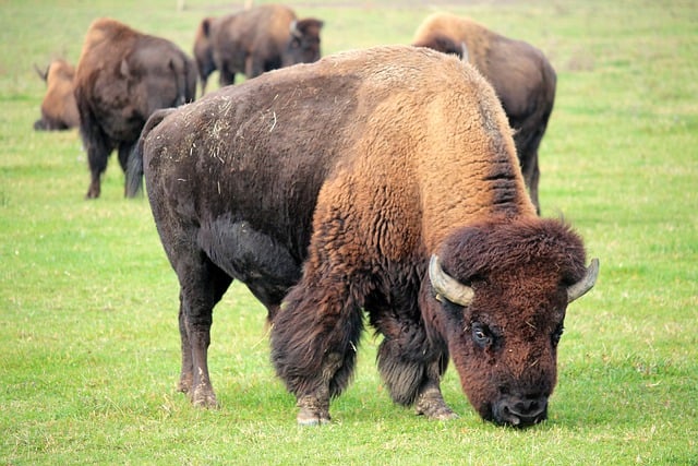 famous-bison-names