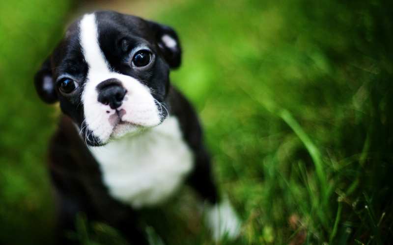 black and white boston terrier names