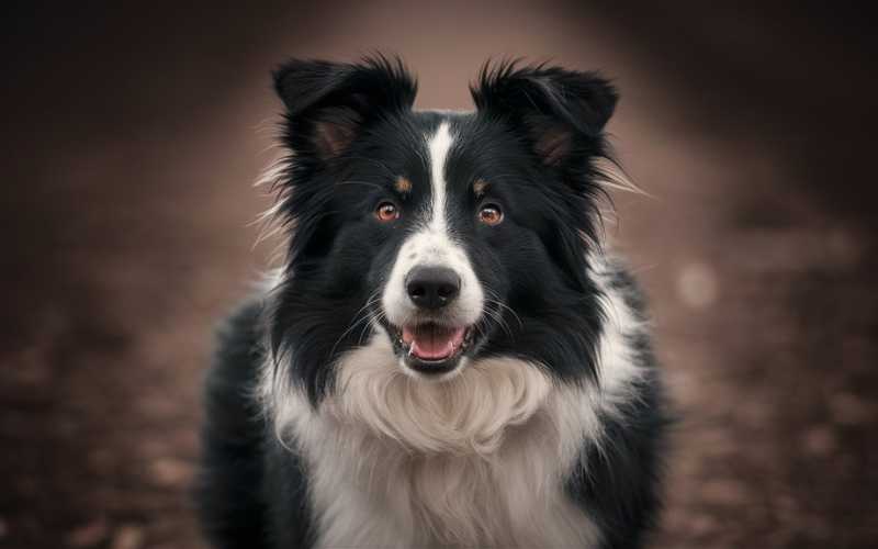 border collie names