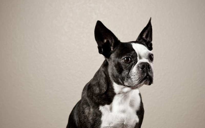 boston terrier dog names