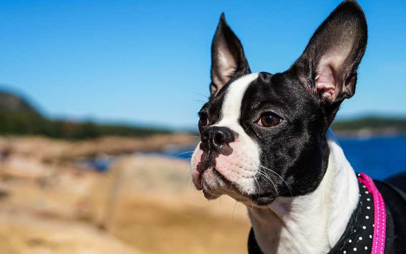 boston terrier names