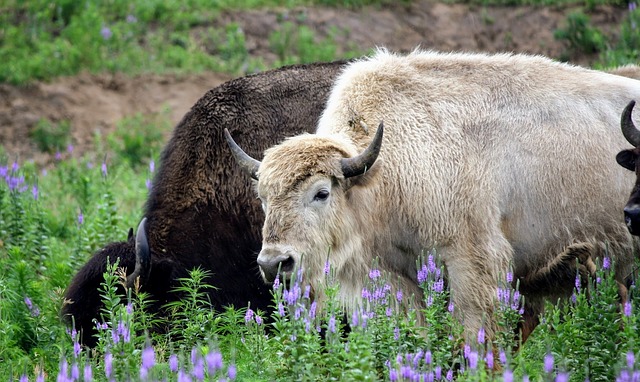 cute-bison-names