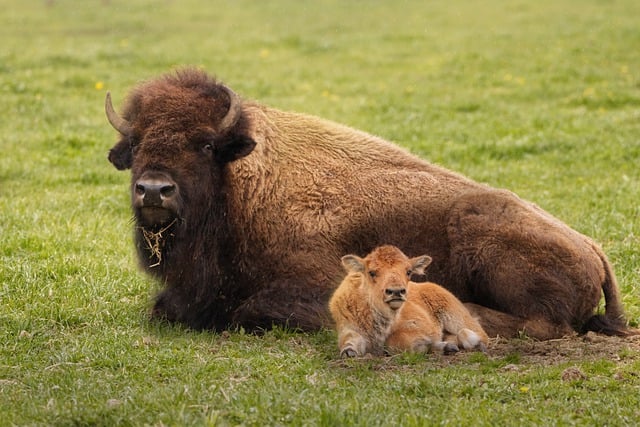 baby-bison-names