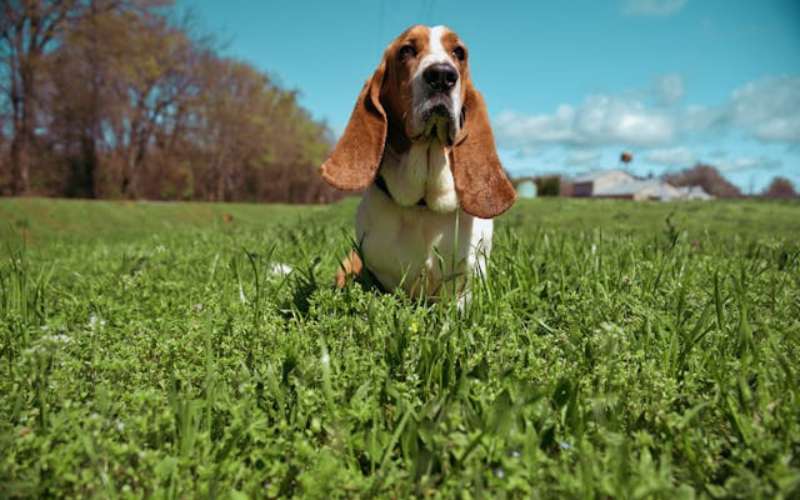 cartoon basset hound names