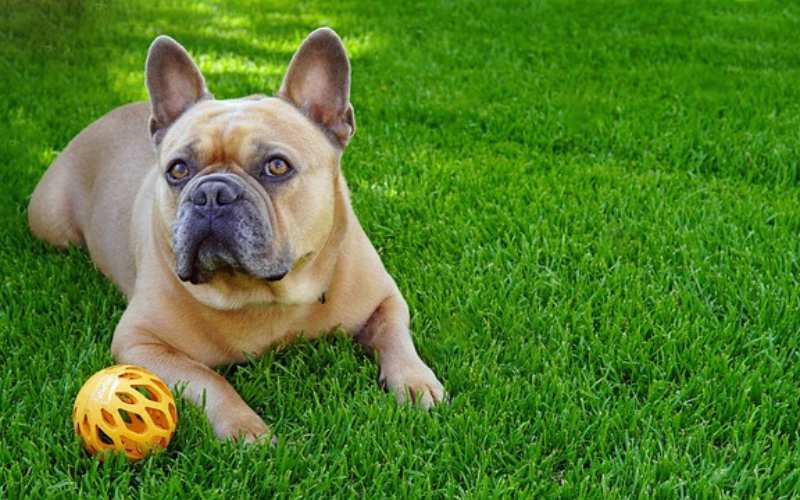 celebrity french bulldog names