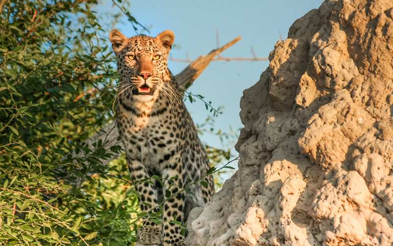 chester zoo snow leopard names