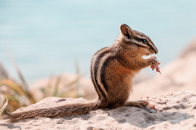 Pet-Names-for-Chipmunks 