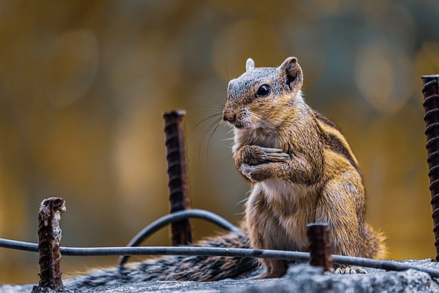 cute-chipmunk-names