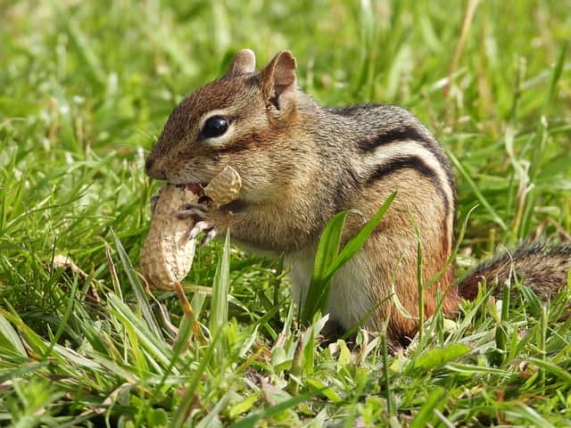 500+ Chipmunk Names: Creative Ideas and Their Origins