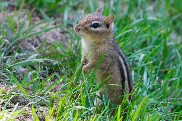 Smart-Chipmunk-Name 