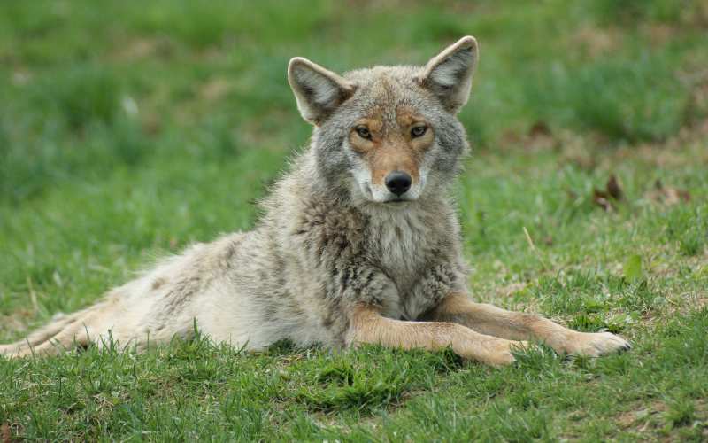 coyote names