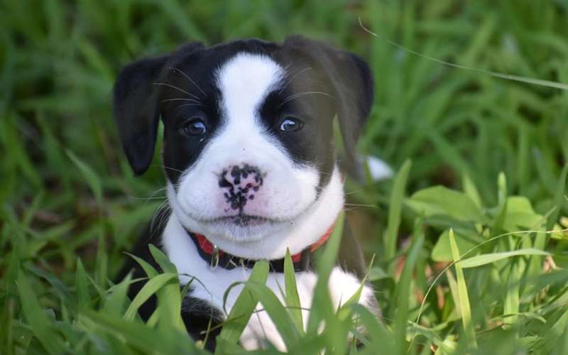 cute american bully names