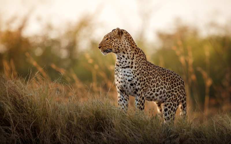 cute leopard names