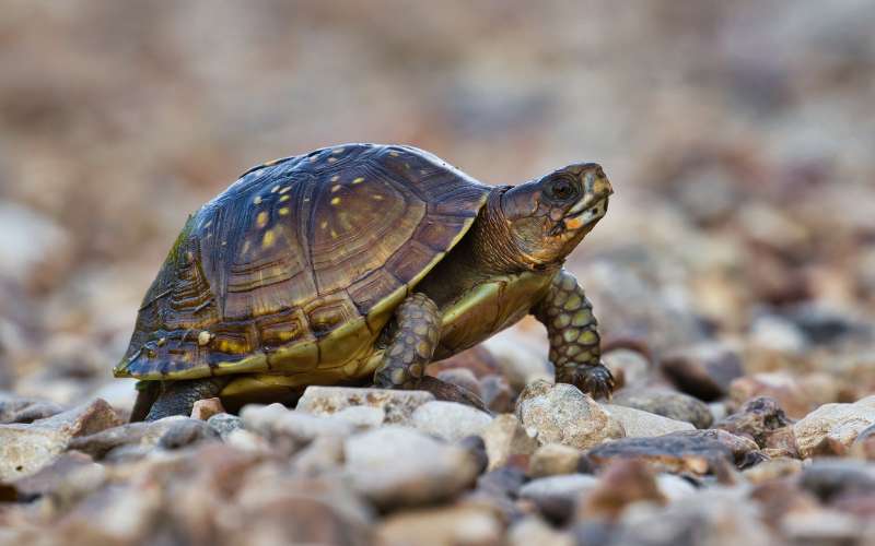 cute tortoise names