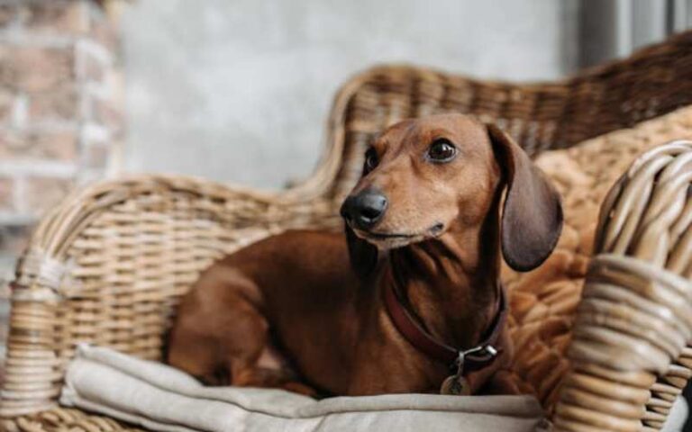 900 Dachshund Names with Meanings: Find the Perfect Name for Your Pup