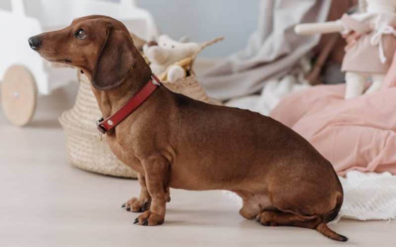 dachshund nicknames