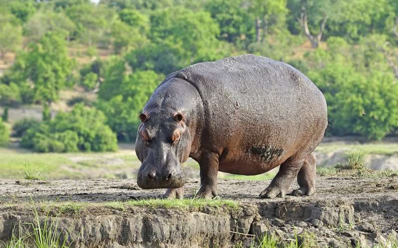 dallas zoo hippo names