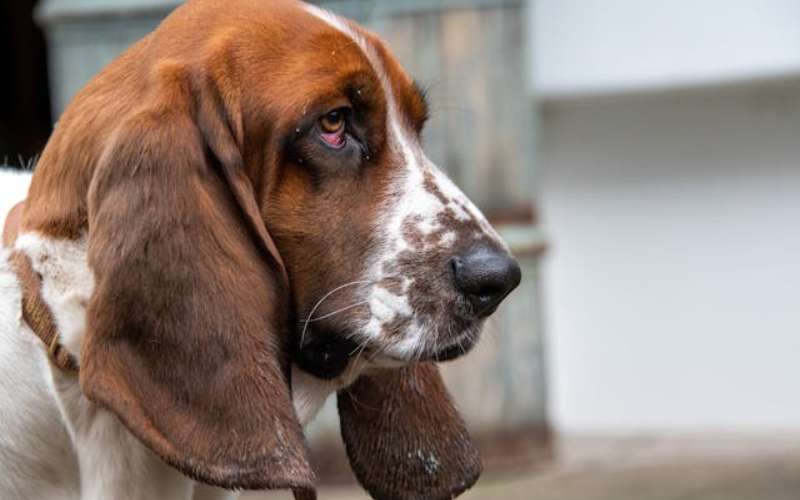 disney basset hound names