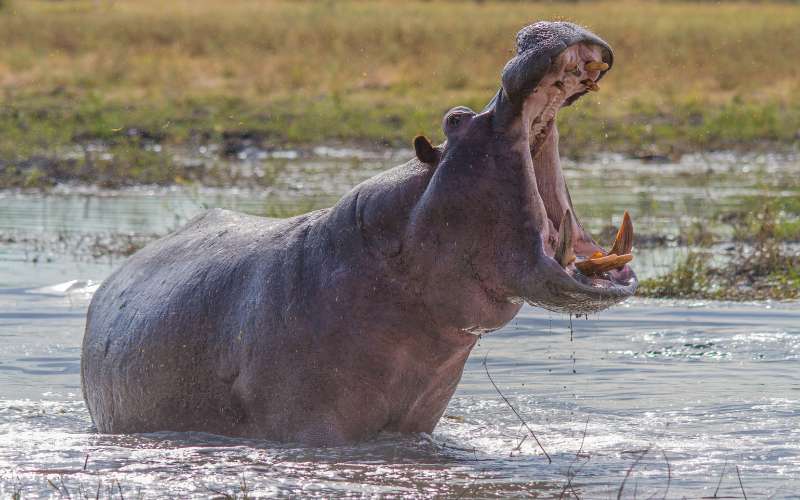 disney hippo names